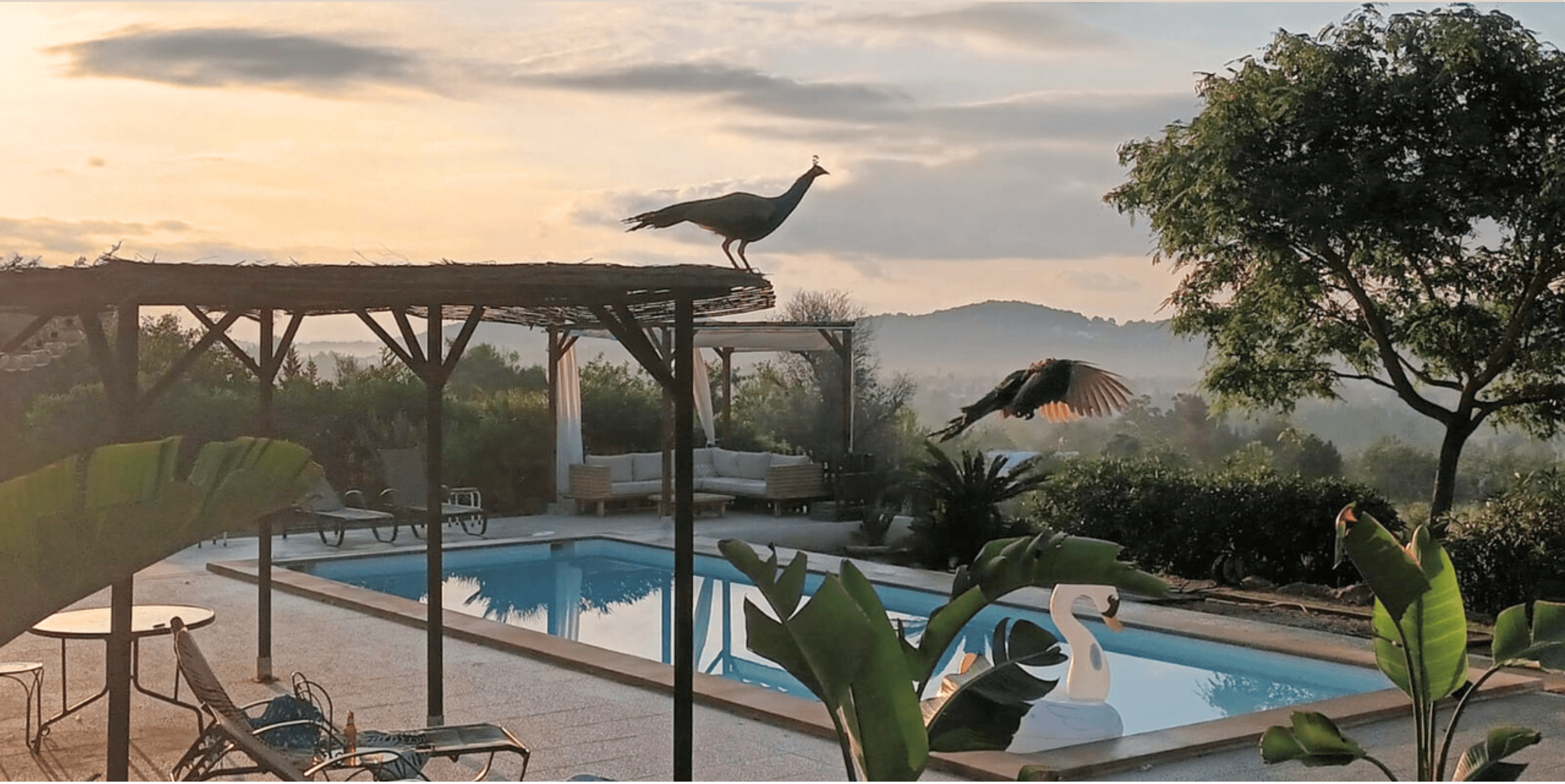 peacocks flying over pool
